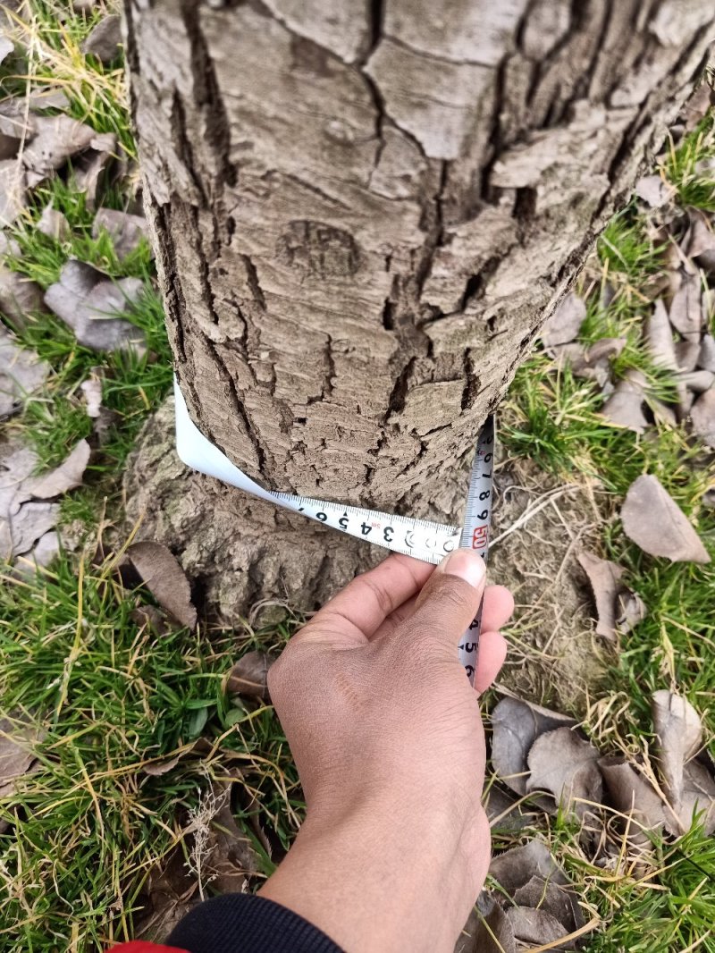 梨树，大，小，都有河南省商丘市宁陵县石桥镇