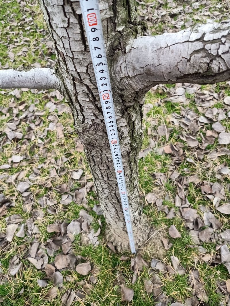 梨树，大，小，都有河南省商丘市宁陵县石桥镇