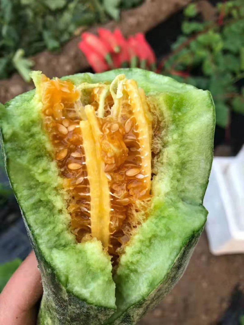 嫁接甜瓜苗嫁接西瓜苗羊角蜜苗绿宝苗日本甜宝苗