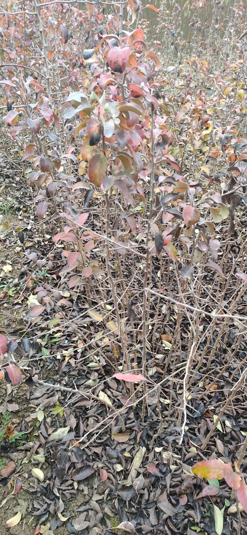 杜梨苗杜梨嫁接用栽植用嫁接梨树品种