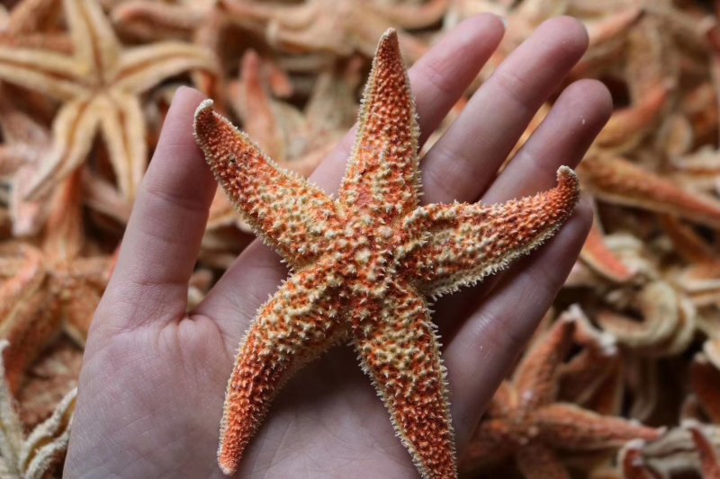 精选小号海星多籽新鲜足干不加硫自然日晒