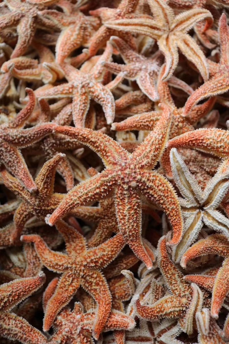 精选小号海星多籽新鲜足干不加硫自然日晒
