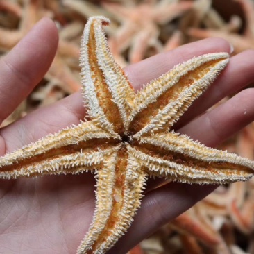 精选小号海星多籽新鲜足干不加硫自然日晒