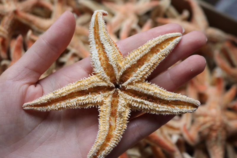 精选小号海星多籽新鲜足干不加硫自然日晒