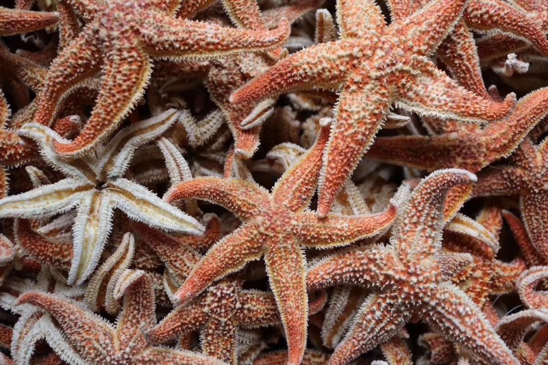 精选小号海星多籽新鲜足干不加硫自然日晒