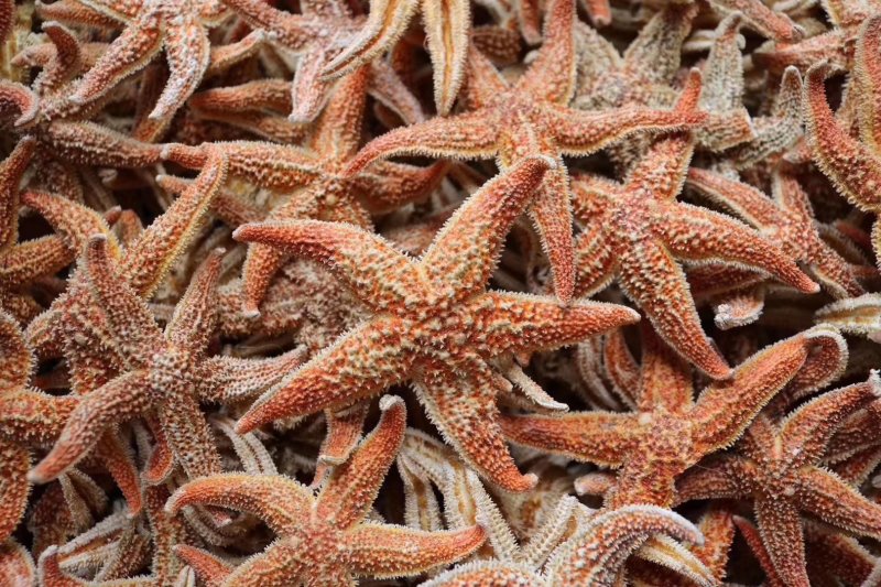 精选小号海星多籽新鲜足干不加硫自然日晒