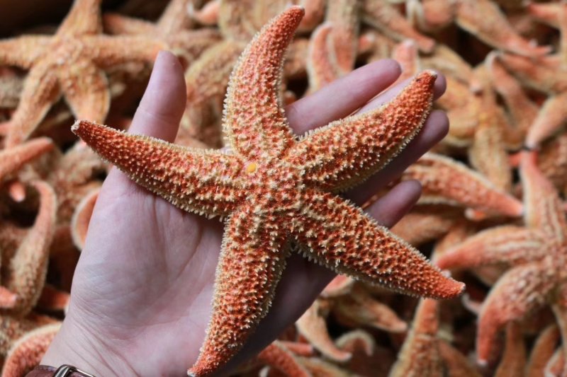 精选大号海星肉籽多新鲜足干
