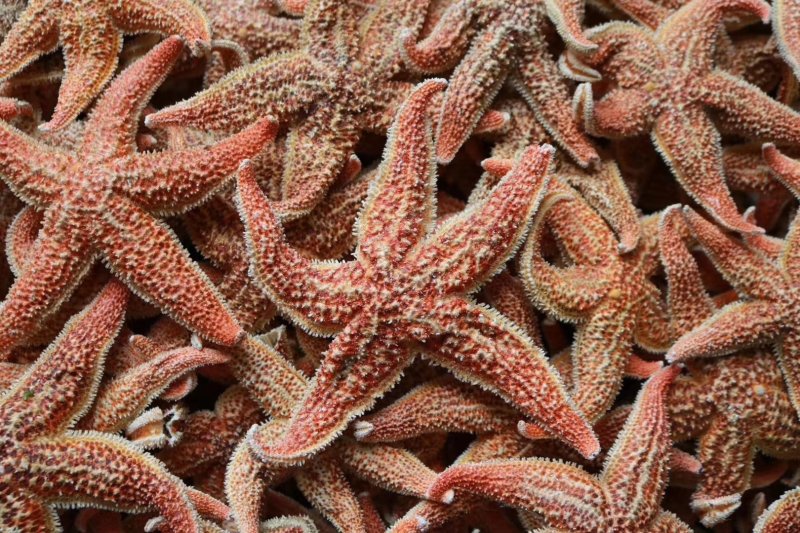 精选大号海星肉籽多新鲜足干