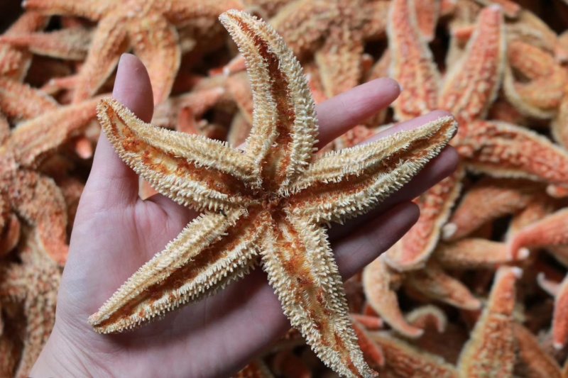 精选大号海星肉籽多新鲜足干