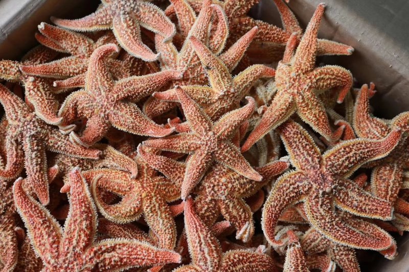 精选大号海星肉籽多新鲜足干