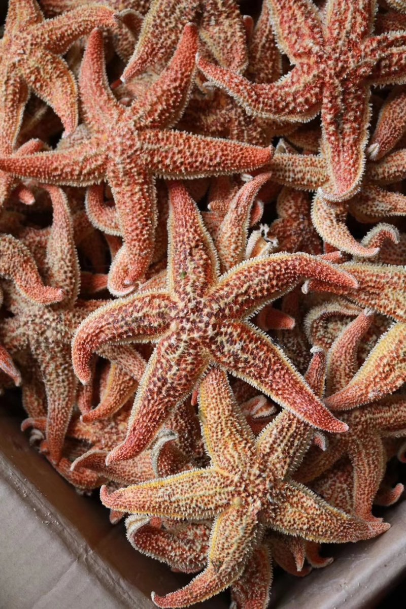 精选大号海星肉籽多新鲜足干