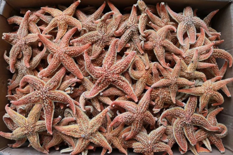精选大号海星肉籽多新鲜足干