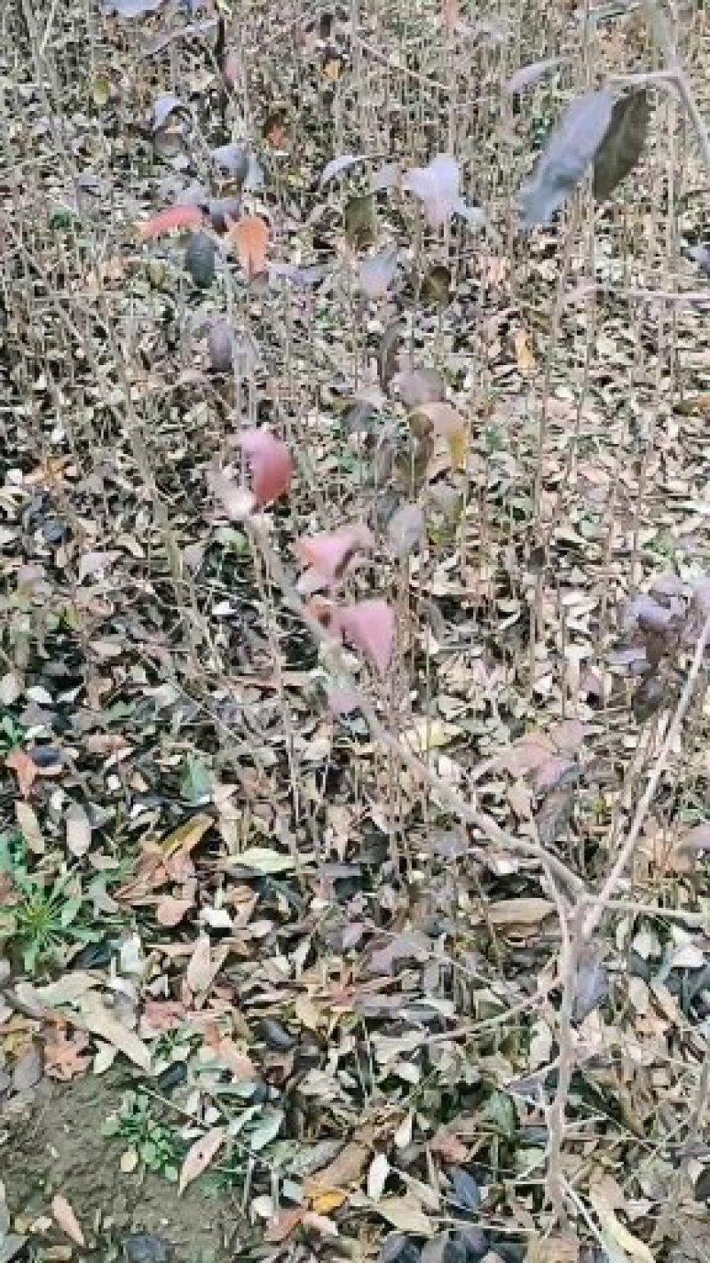 杜梨苗杜梨嫁接用栽植用嫁接梨树品种