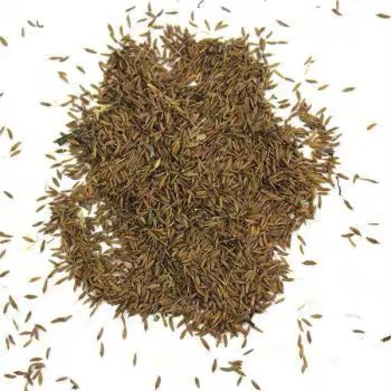 蒲公英种子四季可播发芽率高新货阳台路边花海种子