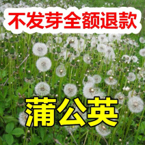 蒲公英种子四季可播发芽率高新货阳台路边花海种子