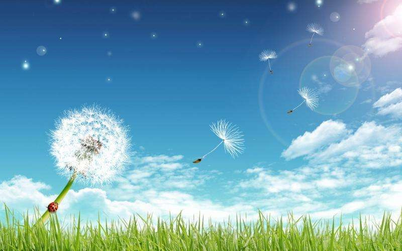 蒲公英种子四季可播发芽率高新货阳台路边花海种子
