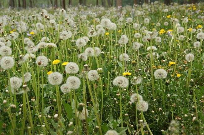 蒲公英种子四季可播发芽率高新货阳台路边花海种子