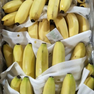 香蕉