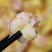 工厂直销新鲜冷冻樱花虾仁肉新鲜不泡水去壳去沙线肉质肥美