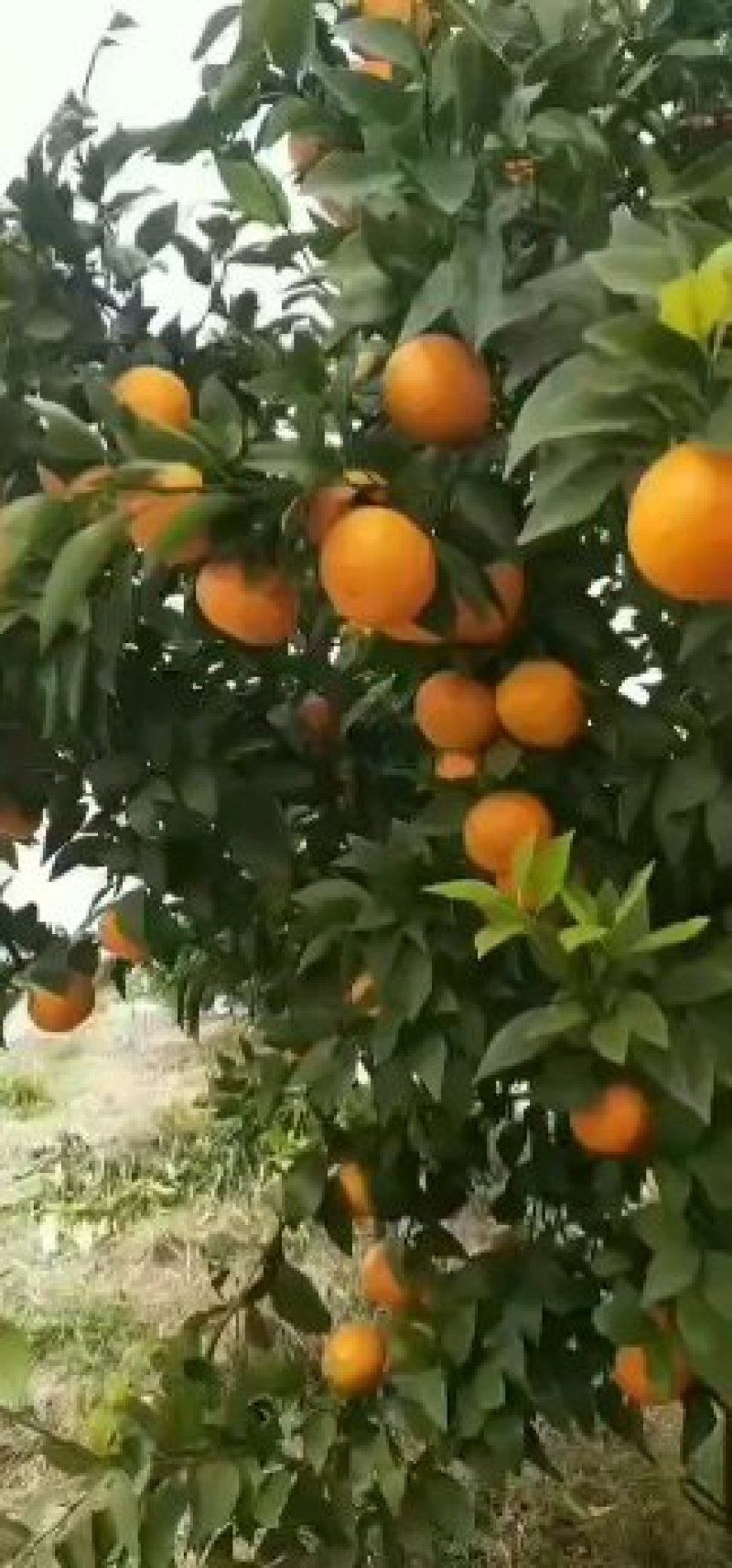 广西桂林东方红，红柑，九斤55元包邮，诚信代办。