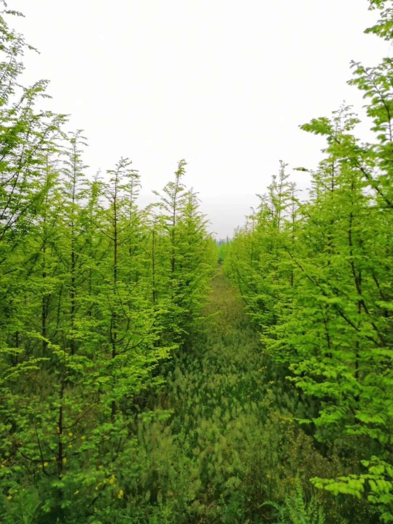 金叶水杉，货源地四川省成都市