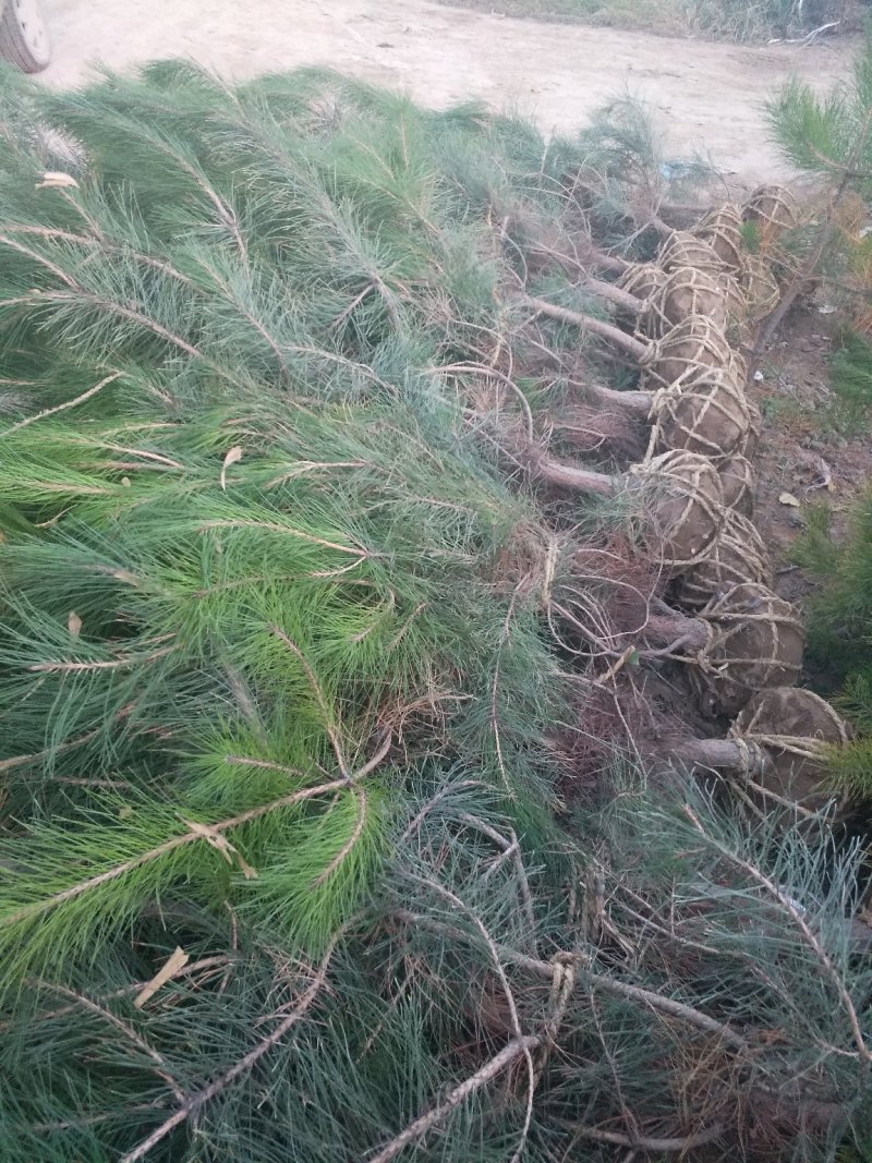 出售各种规格的油松云杉杨树