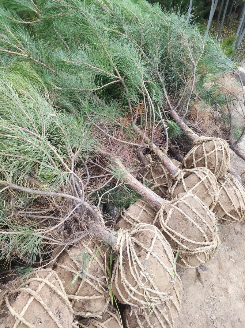 出售各种规格的油松云杉杨树