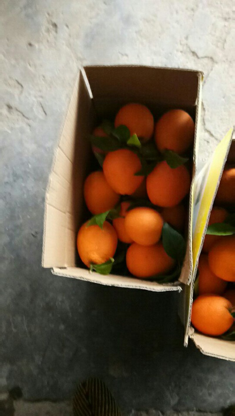 奉节脐橙