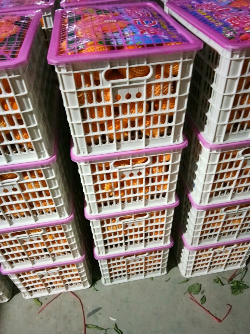 奉节脐橙