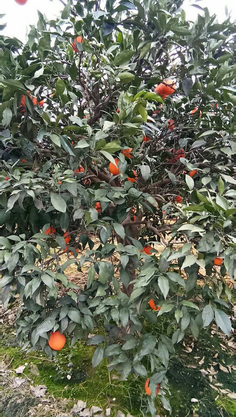 纽荷尔脐橙