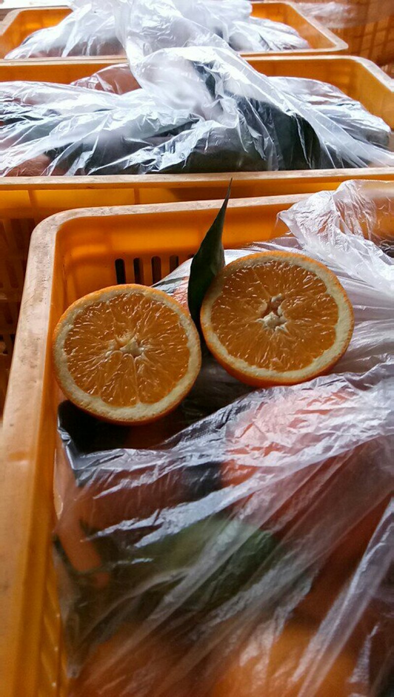 长虹脐橙