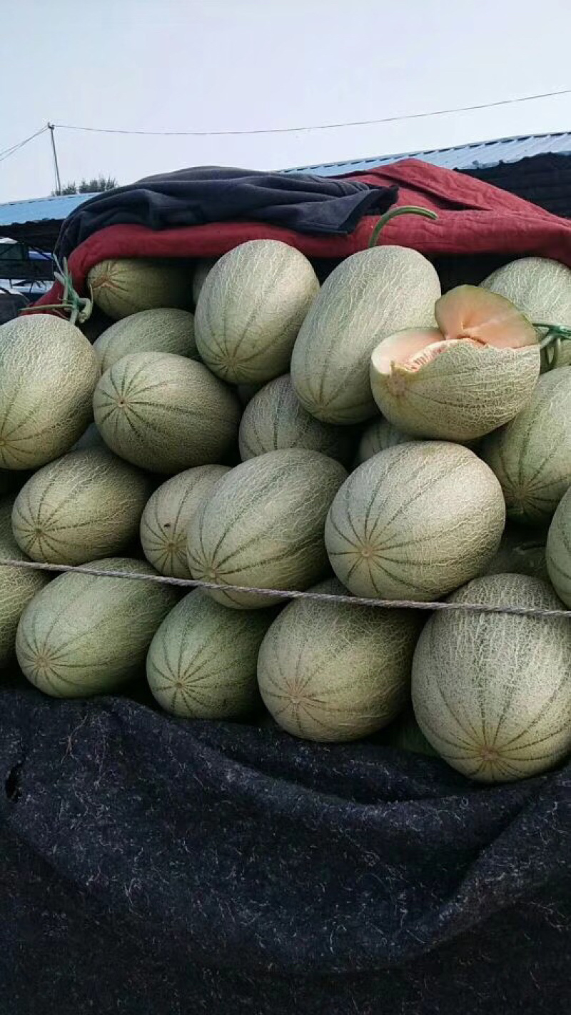 小蜜25号精品哈密瓜，品质保证，量大，欢迎合作