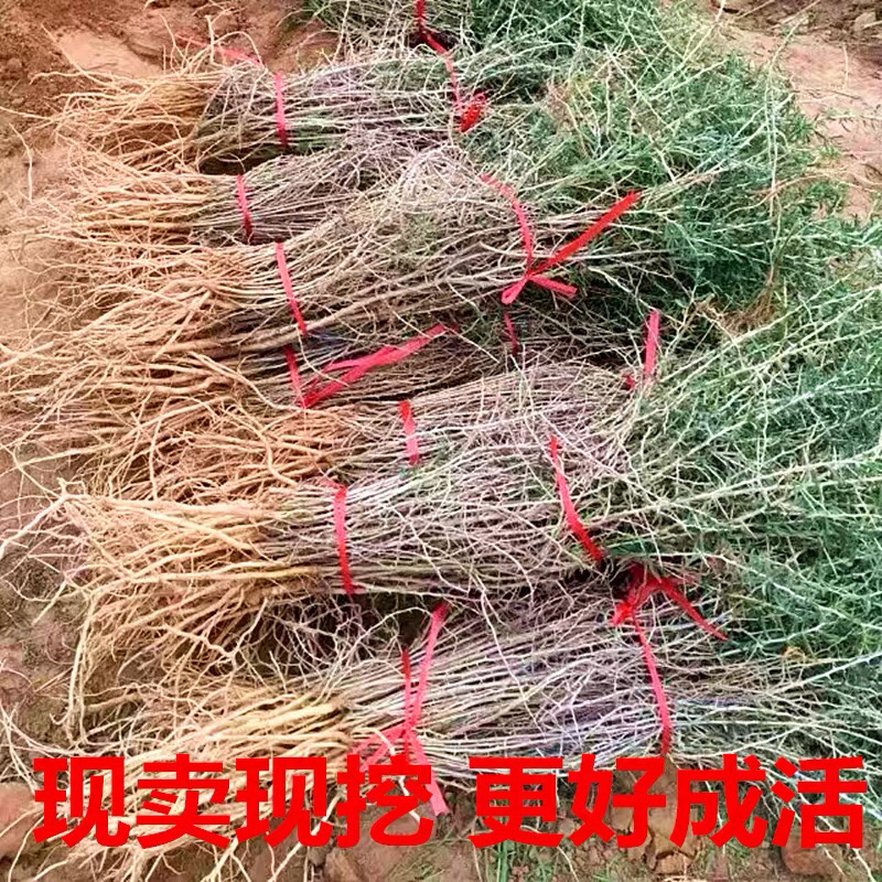 正宗宁夏红枸杞苗当年结果产量大成活率高大颗粒