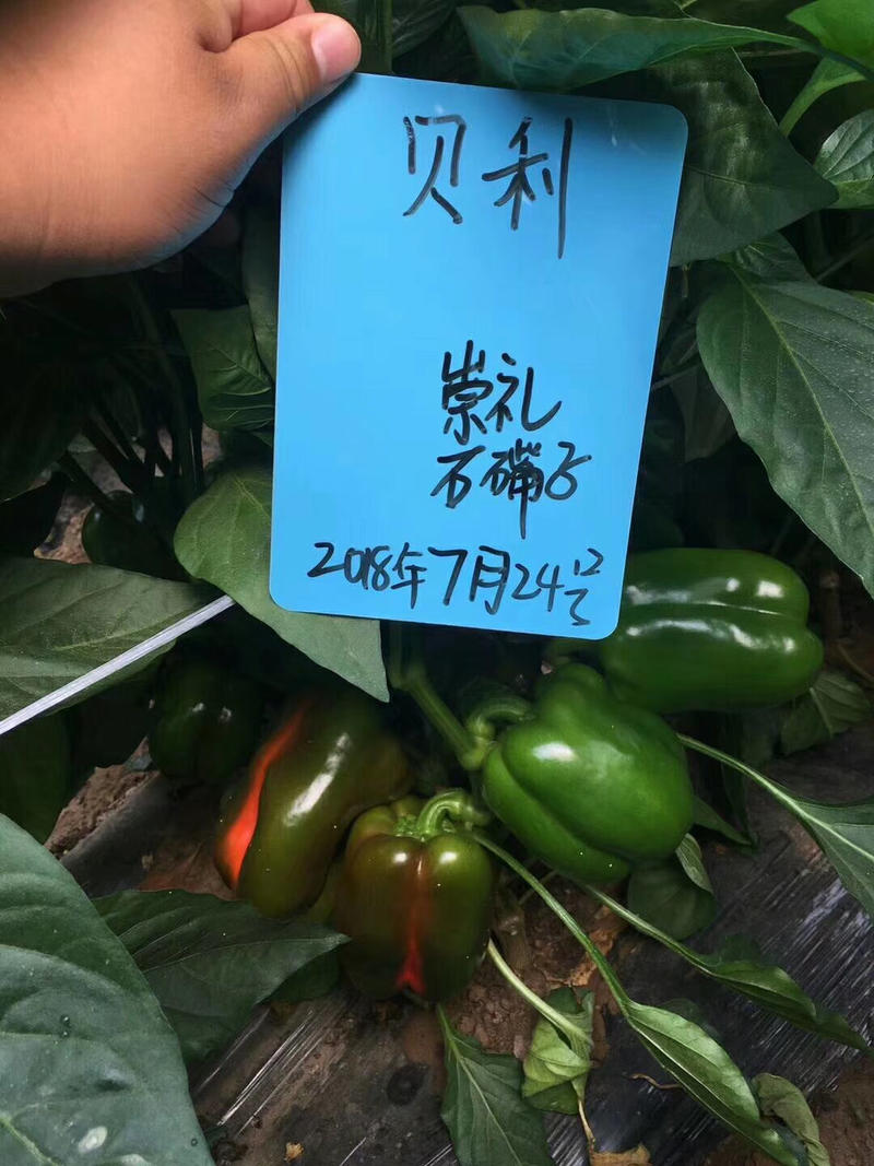 彩椒种子五彩甜椒种子红菜椒黄彩椒