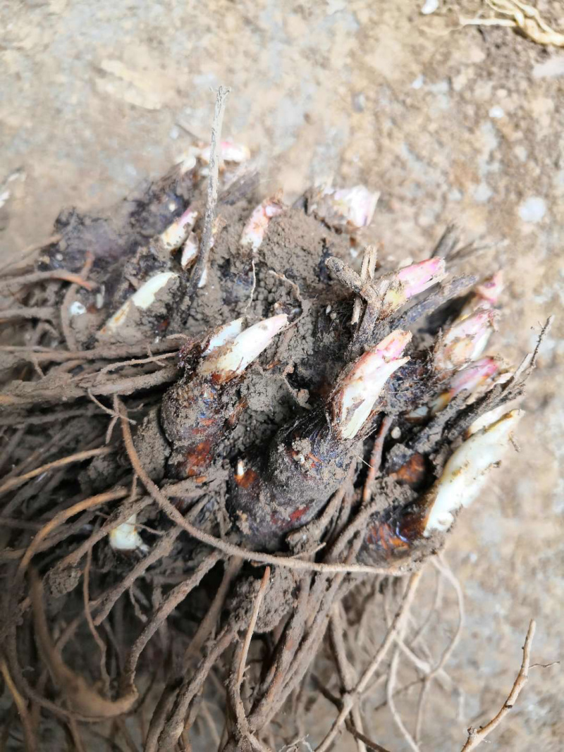 朱砂点苍术芽，基地一手货源，生晒术。易管理，产量高