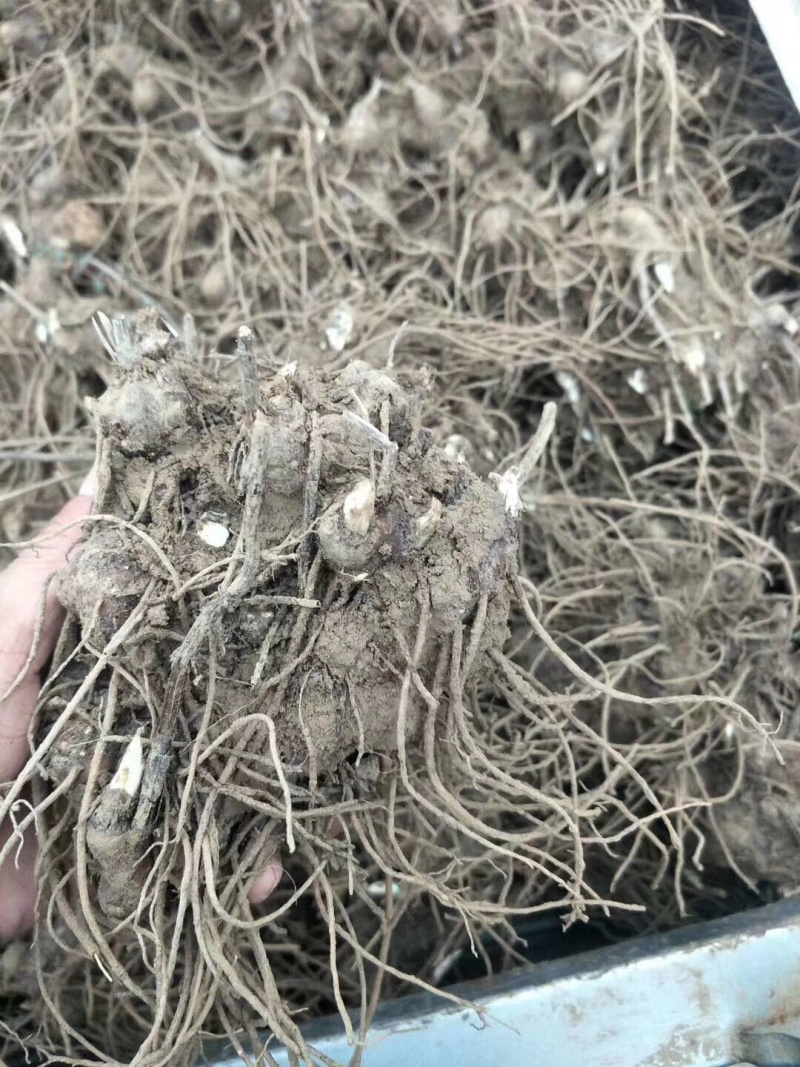 朱砂点苍术芽，基地一手货源，生晒术。易管理，产量高