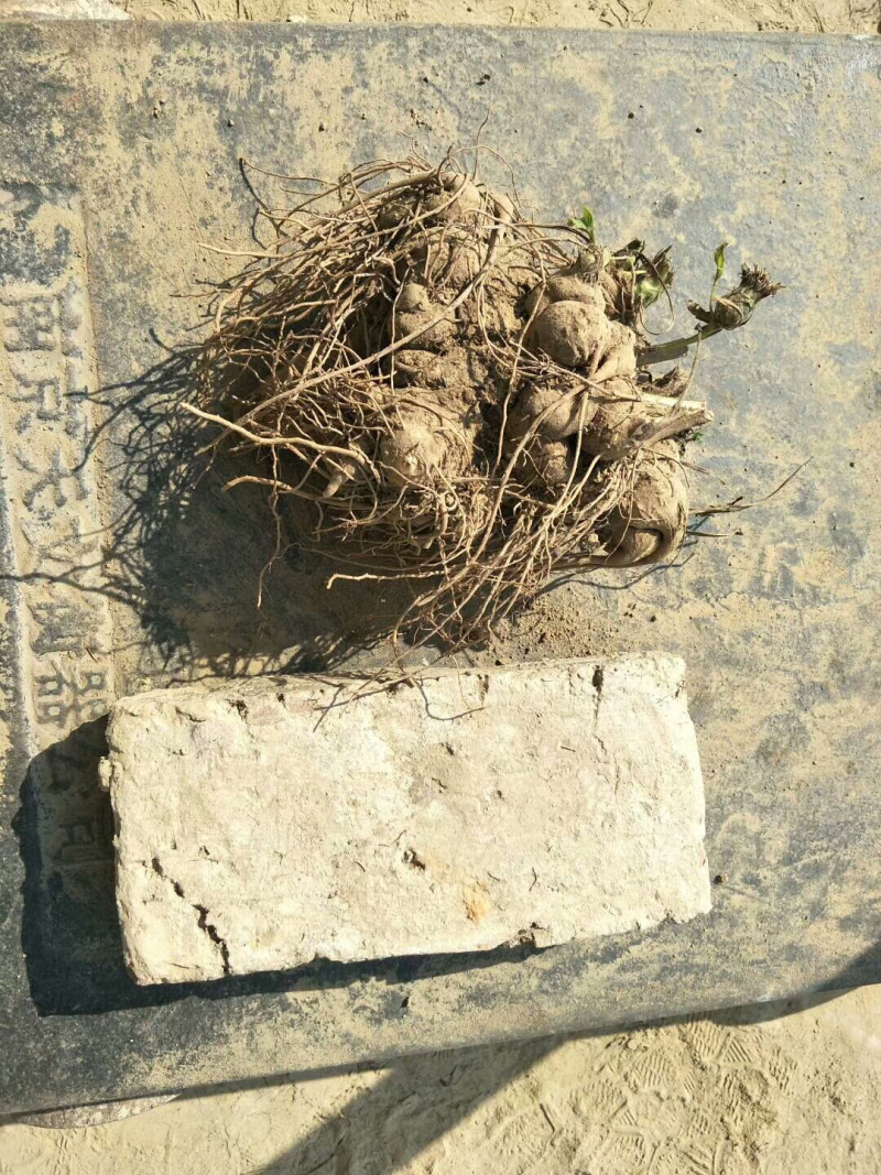 朱砂点苍术芽，基地一手货源，生晒术。易管理，产量高