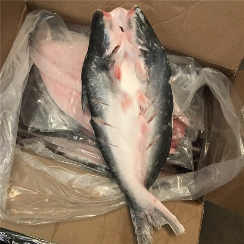 巴沙鱼