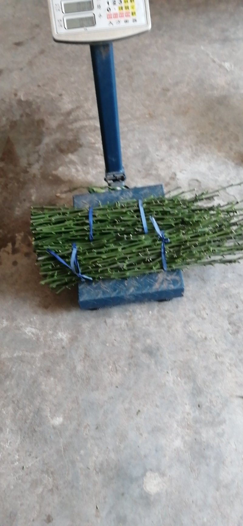 明日见枝条产地直营自产自销5斤起值得植的新品种。