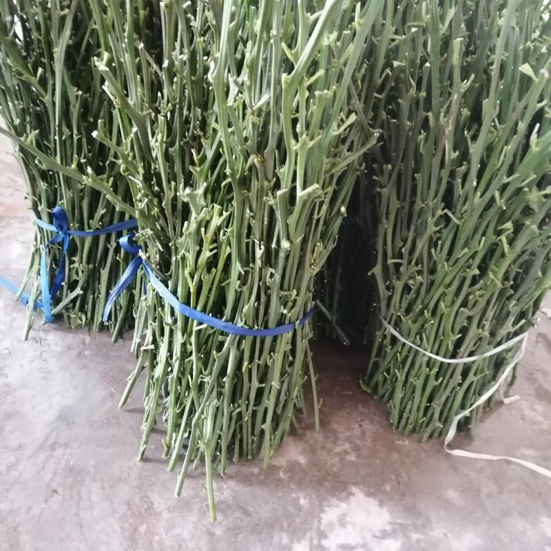 明日见枝条产地直营自产自销5斤起值得植的新品种。