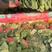山东滨州惠民麻店大菠菜，小菠菜大量发货中，价格美丽。
