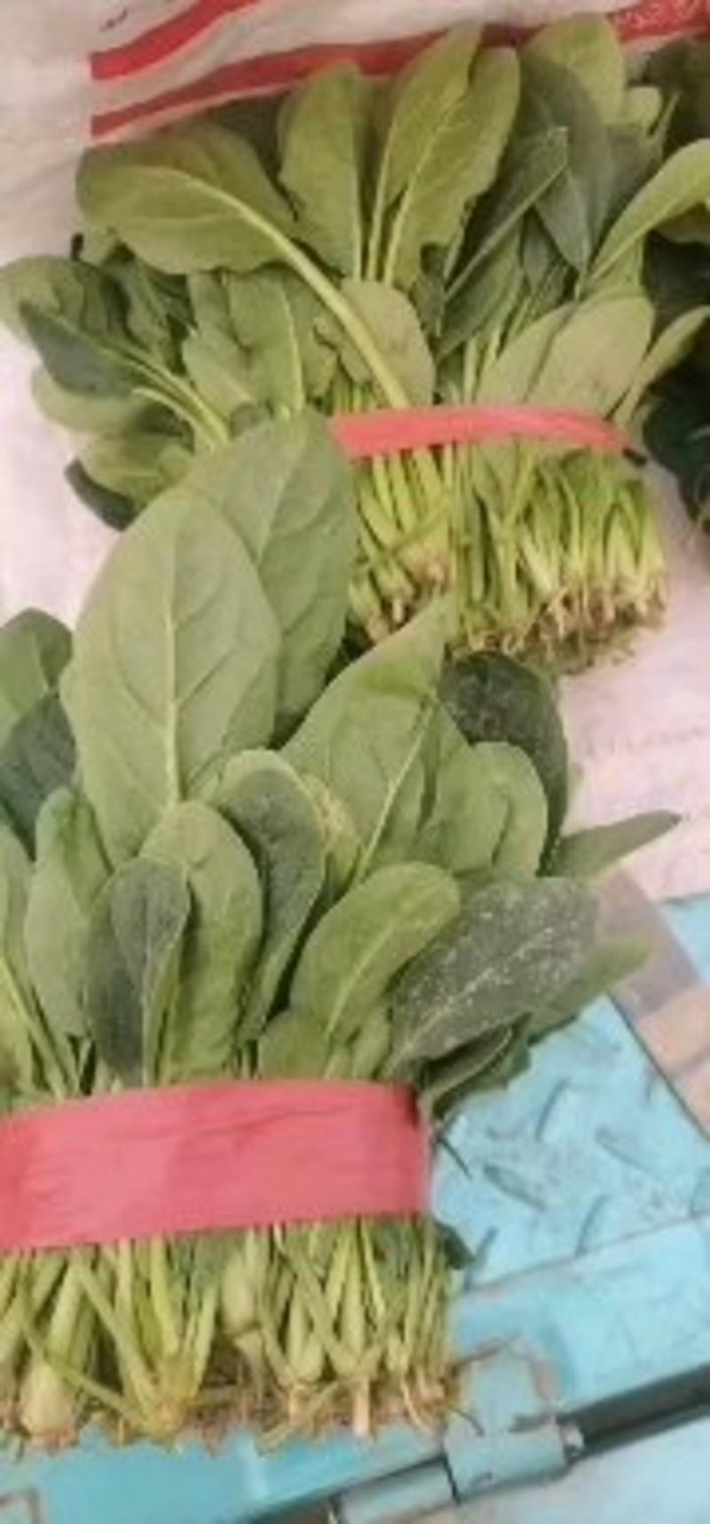 山东滨州惠民麻店大菠菜，小菠菜大量发货中，价格美丽。