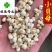 佳佳药业供应小贝母0.5和1.0选货供应各种中药材