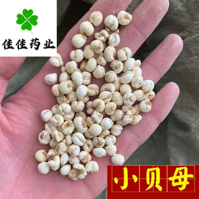佳佳药业供应小贝母0.5和1.0选货供应各种中药材