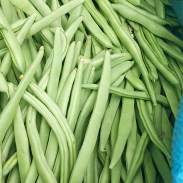 小金豆
