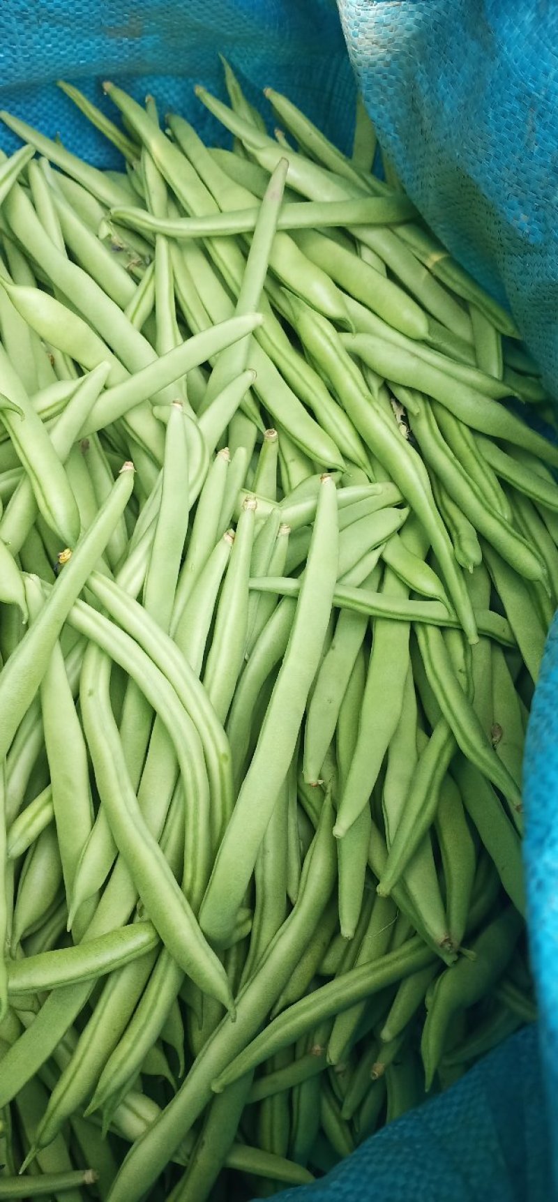 小金豆