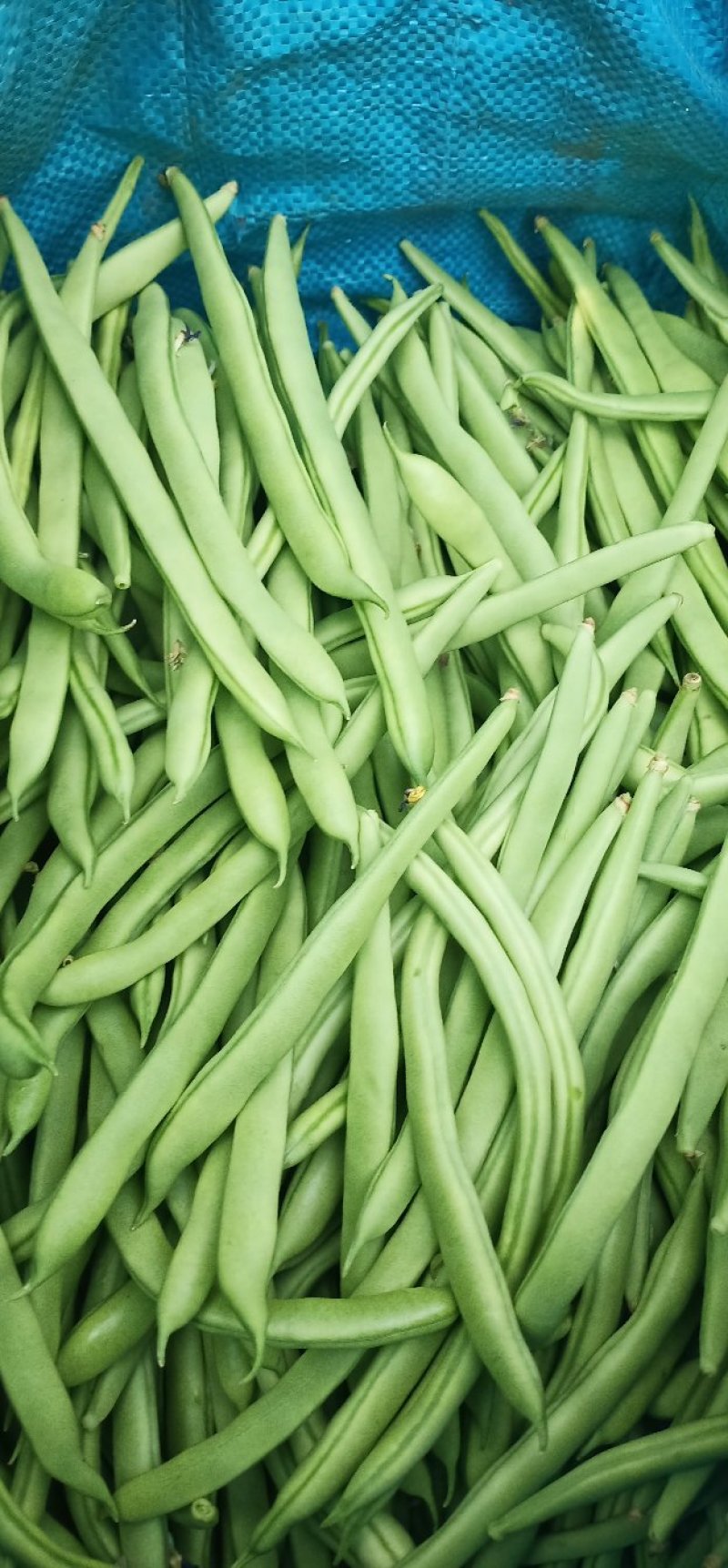 小金豆