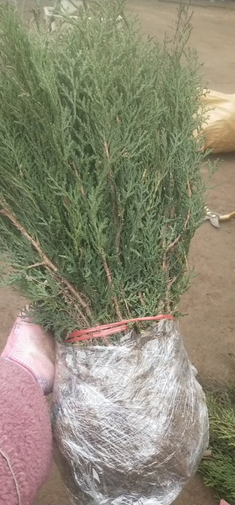 侧柏树苗扁侧柏树侧柏杯苗庭院绿化侧柏苗柏树绿化苗