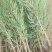 侧柏树苗扁侧柏树侧柏杯苗庭院绿化侧柏苗柏树绿化苗
