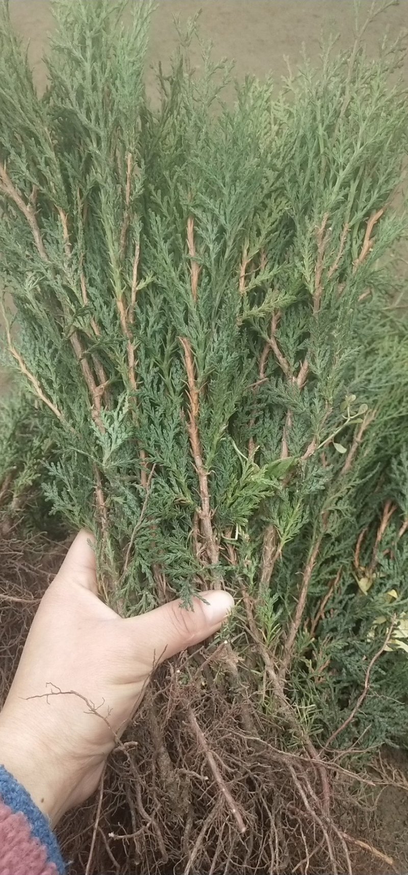 侧柏树苗扁侧柏树侧柏杯苗庭院绿化侧柏苗柏树绿化苗